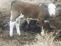 Touro, Raça Holstein — foto 1