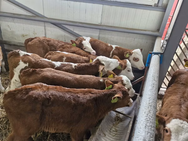 Cattle (batch, sex not specified), Simmental cattle