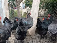 Australorp — foto 5