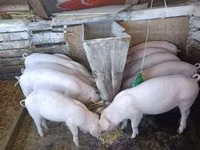 Eber, Schweine — Foto 2