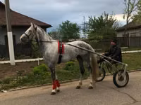 Cal, Orlov Trotter — foto 1