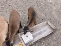 公羊, Cameroon sheep — 照片 3