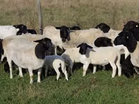 Brebis, Dorper sheep — photo 1