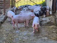 Eber, Schweine — Foto 5