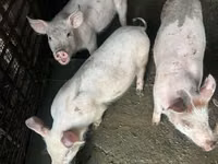 خنزيرة, الخنازير — الصورة 2