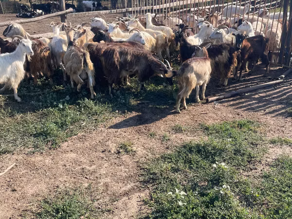 Keçi, Keçilər