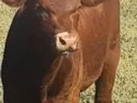 Bulle, Aberdeen-Angus — Foto 1