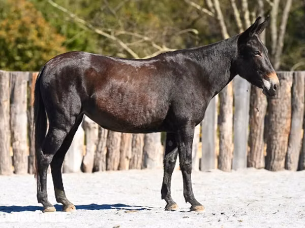 Iapă, Mule