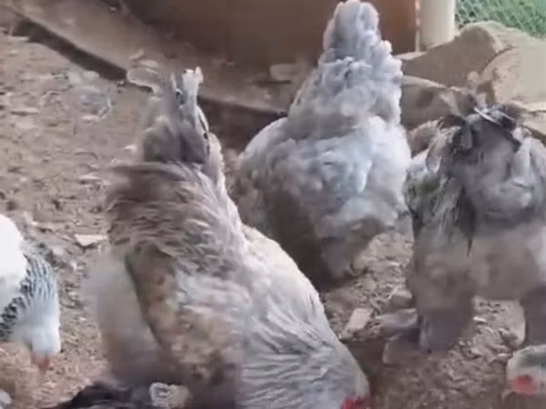 براهما