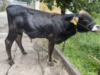 Букачар, Герефорд — сүрөт 5