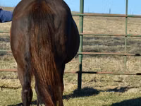Yegua, Quarter Horse — foto 3