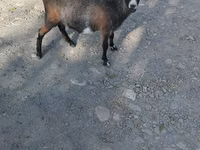 Ziege, Nubian Goat — Foto 2