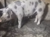 Урук чочко, Чочколор — сүрөт 4