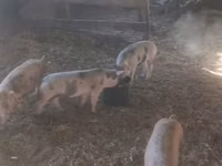 Sow, Pigs — photo 1