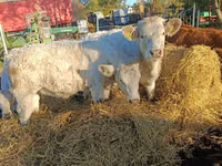 Cow, Charolais cattle — photo 2