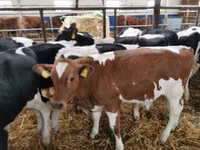 Taureau, Simmental cattle — photo 4