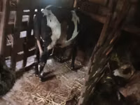 Sigir, Russian Black pied cattle — 4-rasm