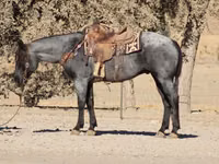 Cal, Quarter Horse — foto 6