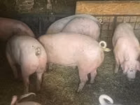 Scroafă, Porci — foto 2