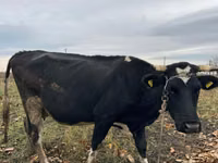 Cow, Russian Black pied cattle — photo 2