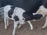 Cow, Russian Black pied cattle — photo 2