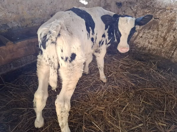 ثور, Russian Black pied cattle