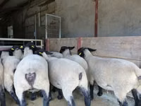 母羊, White Suffolk sheep — 照片 2