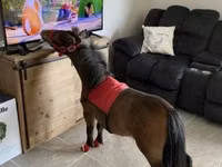 घोड़ा, Miniature horse — फ़ोटो 4