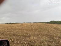 Elcserélnék vagy eladnák kukorica csuta bálát szarvasmarhára — photo 2