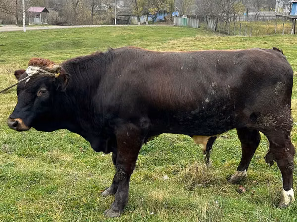 Bulle, Rinder — Republik Moldau