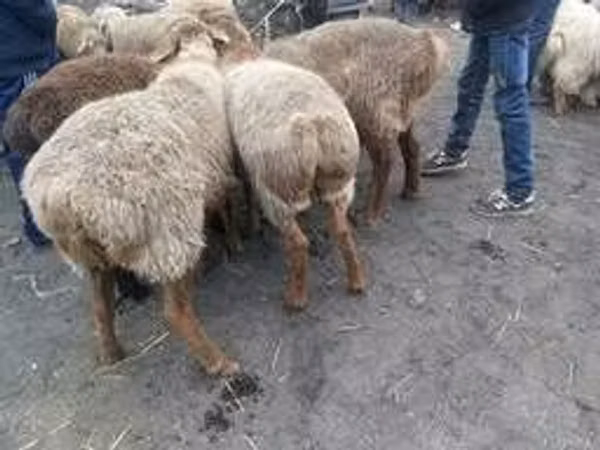 Carnero, Ovejas