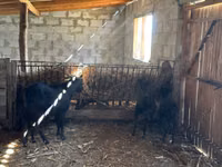 Cabra, Cabras — foto 1