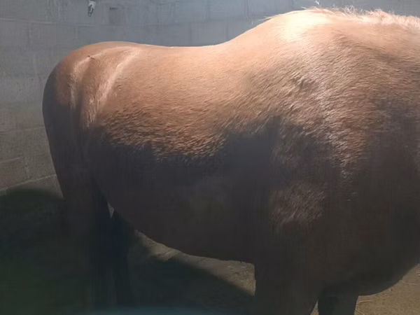 Iapă, Budyonny horse