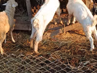 Țap, Nubian Goat — foto 3