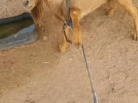 公山羊, Goats — 照片 3