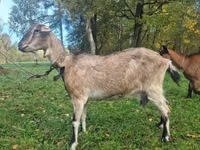 Cabra, Alpine goat — foto 1