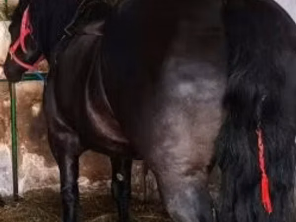 Mare, Polish Heavy