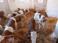 Buqa, Simmental cattle — 3-rasm