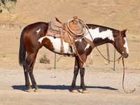 Égua, National Show Horse — foto 6