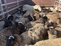 母羊, Sheep — 照片 4