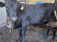 Toro, Aberdeen-Angus — foto 2