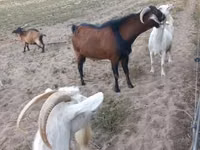 تيس, Nubian Goat — الصورة 2