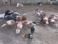 Turkeys — 8-rasm
