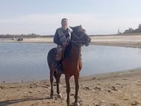 Caballo, Friesian sport horse — foto 2