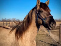 Horse (M), Rocky Mountain Horse — photo 8