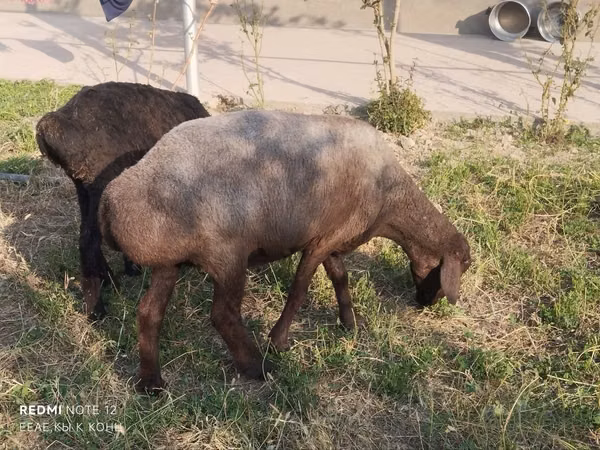 绵羊（批次，未指定性别）, Sheep