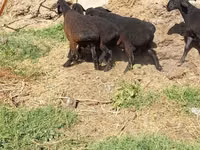 公羊, Sheep — 照片 1