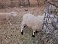 Ram, Cerry Hill sheep — photo 1