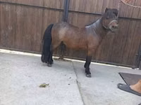 Hengst, Shetland Pony — Foto 2