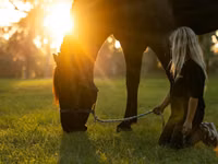 公马, Percheron — 照片 6